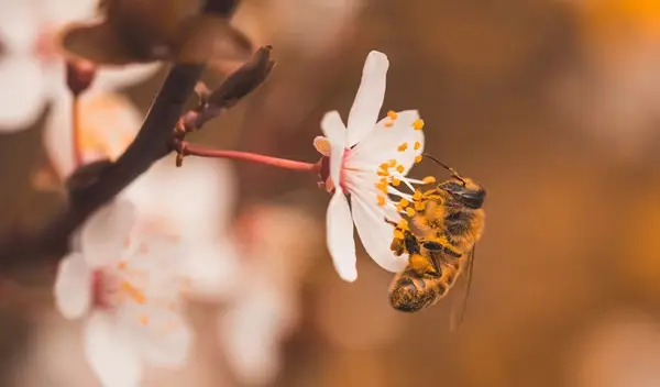 Biene auf Blüte